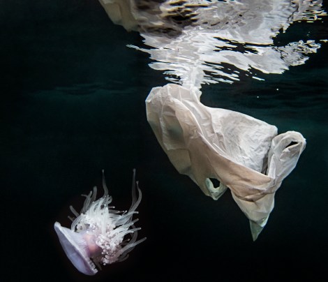 Art Show "Environmental Food Chain", RE:ARTISTE International Art Organization