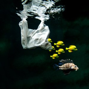 Beatriz Glez Sa_humanwaste_reartiste